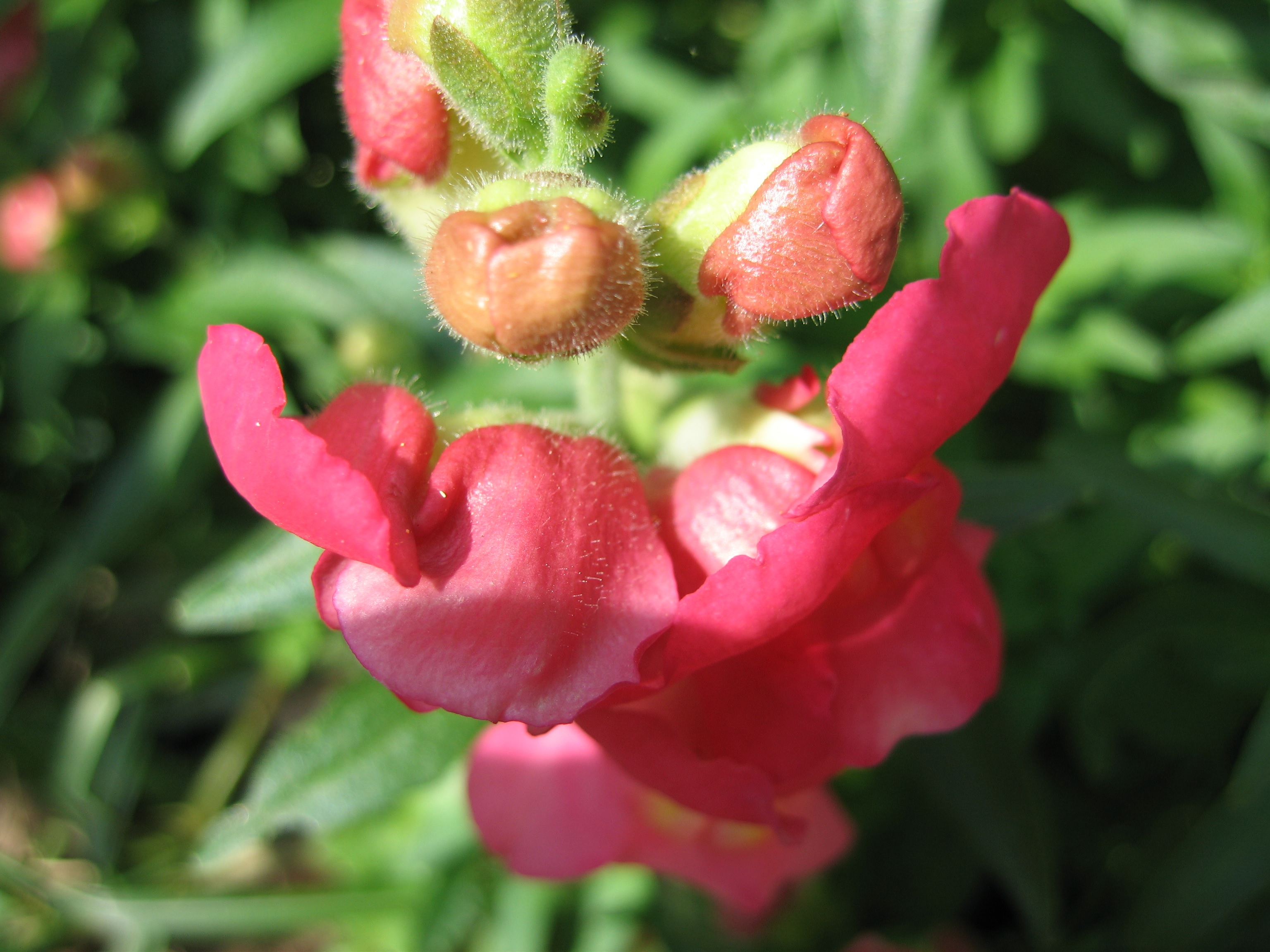 キンギョソウの花