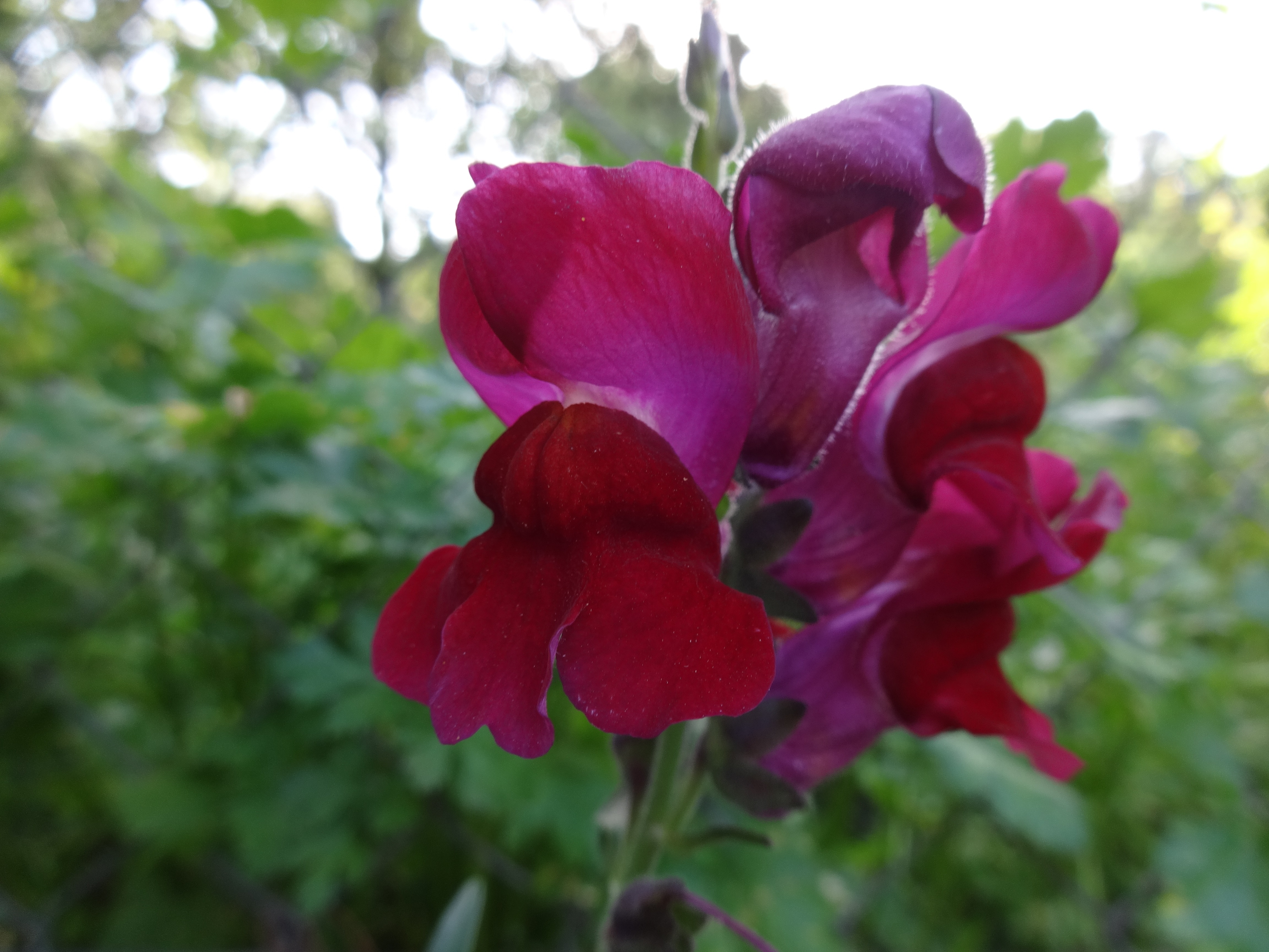 暗いキンギョソウの花