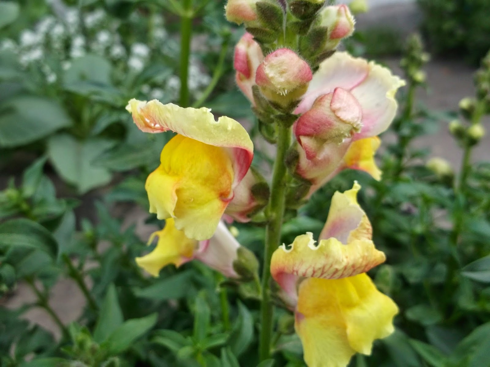 Geltonai rožinės snapdragon gėlės