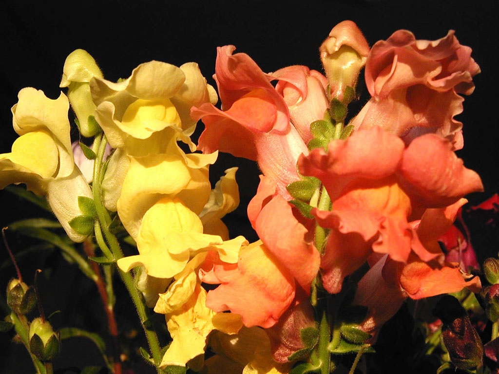 黄色とオレンジ色のキンギョソウの花