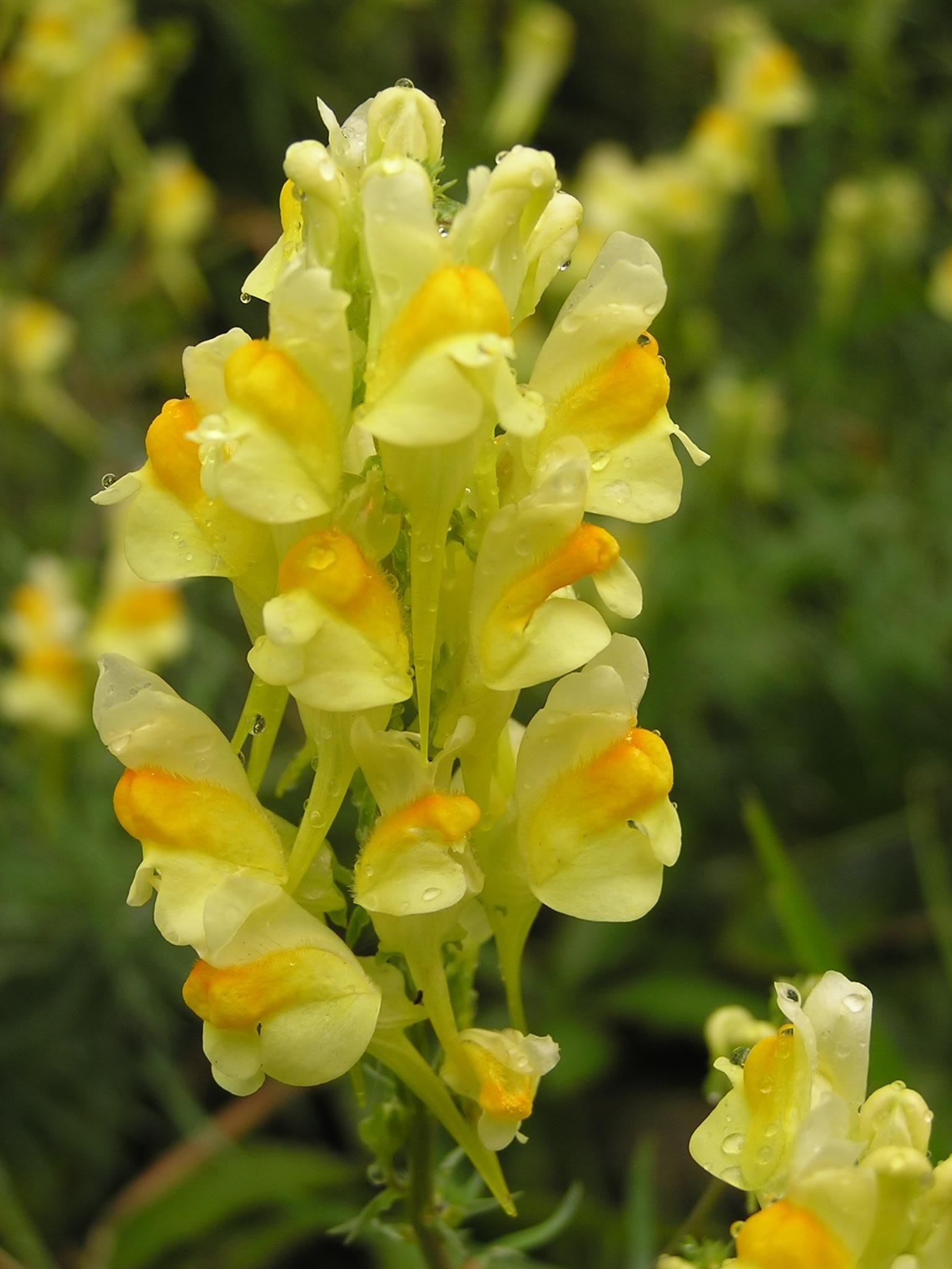 黄色のキンギョソウの花