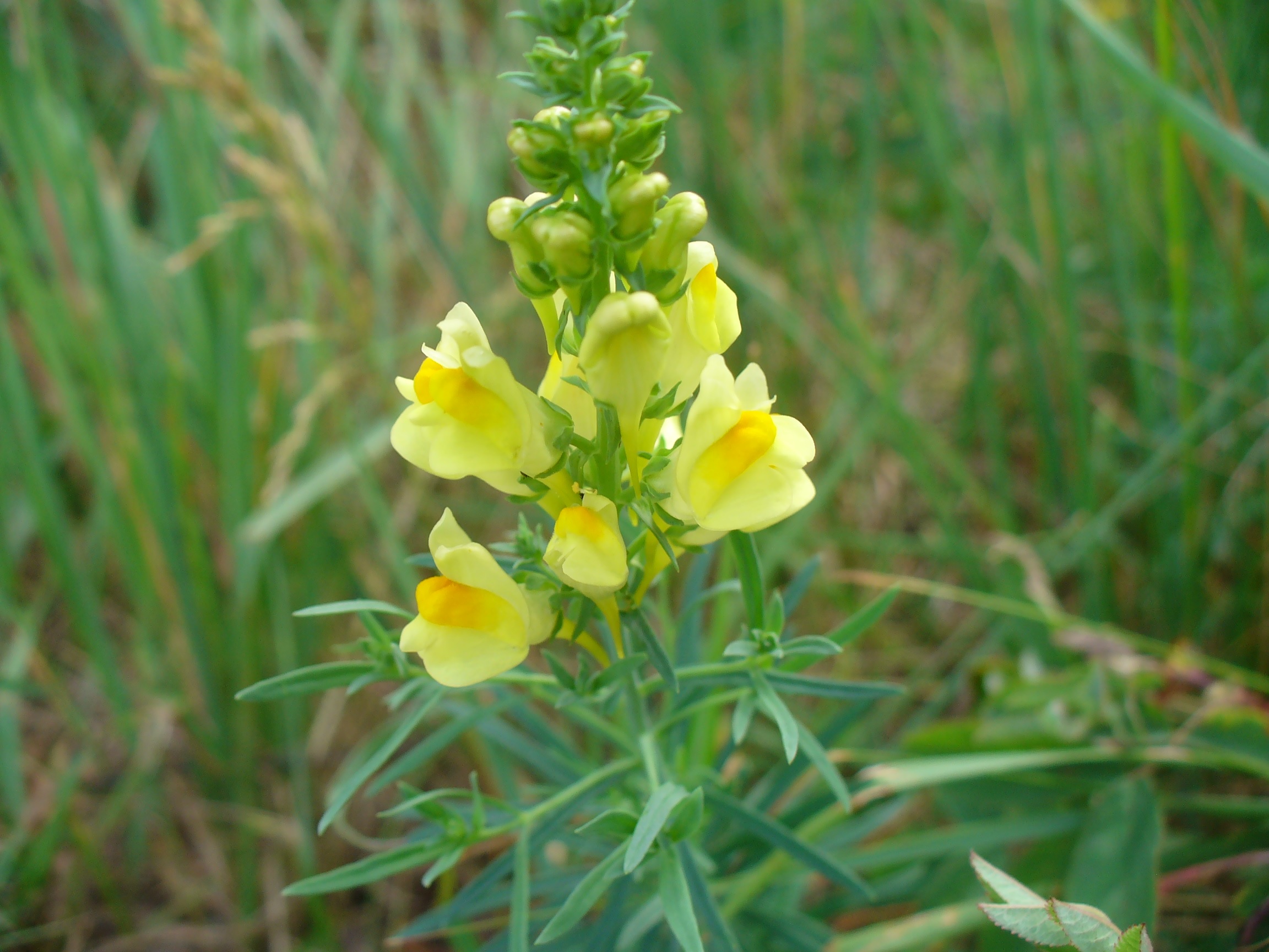 Snapdragon žydėjimas