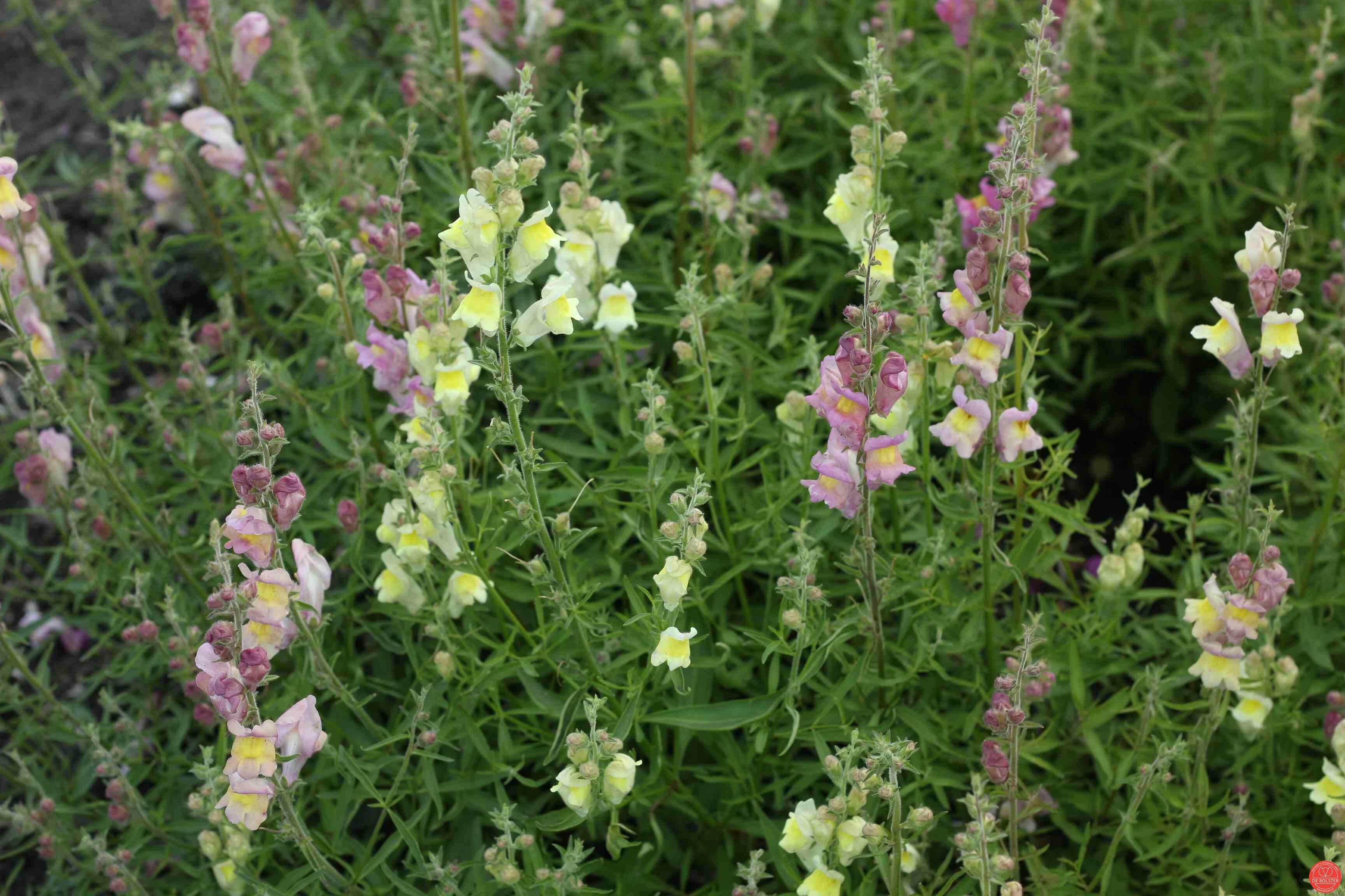 Pastelinis snapdragonas