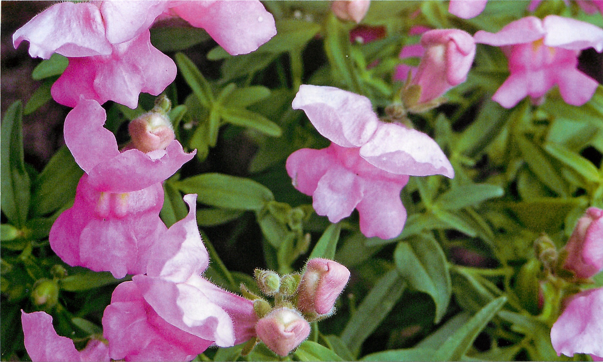 Rožinė snapdragono gėlė