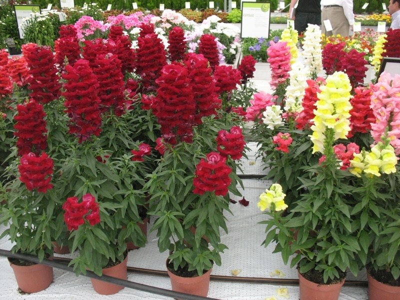 Gausiai žydintis „Snapdragon“