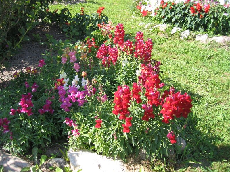 Raudonos gėlės vejoje