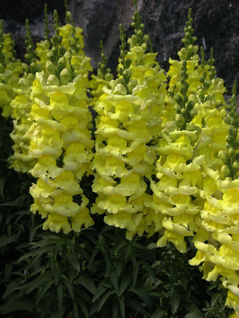 黄色いキンギョソウの緑豊かな花