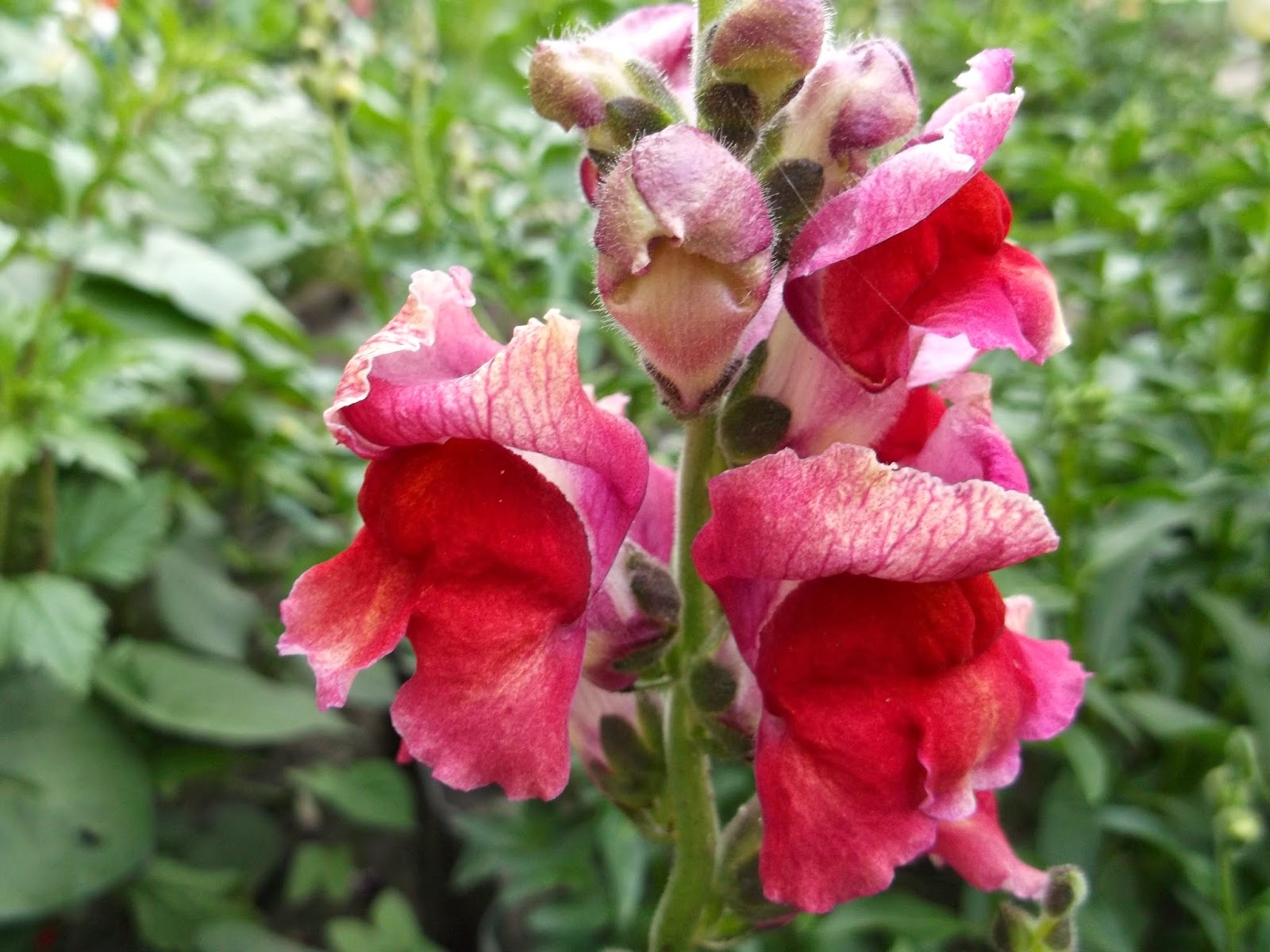 Snapdragon gėlės