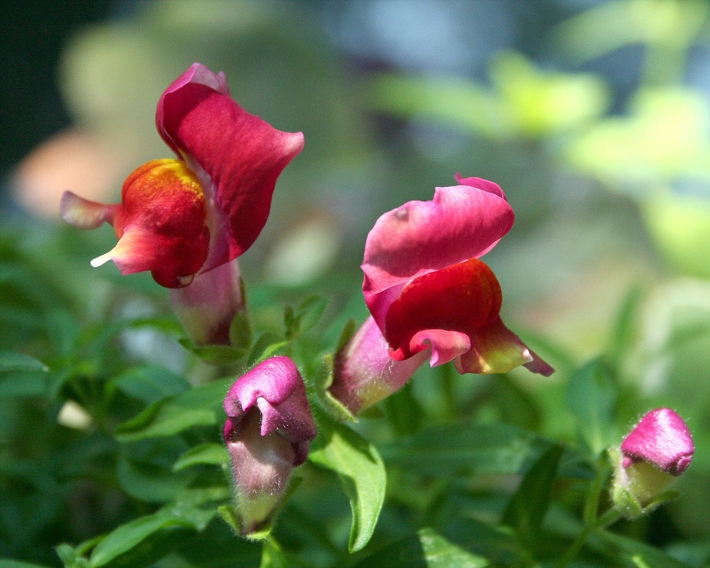 キンギョソウの花