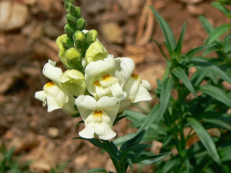 Baltas snapdragonas