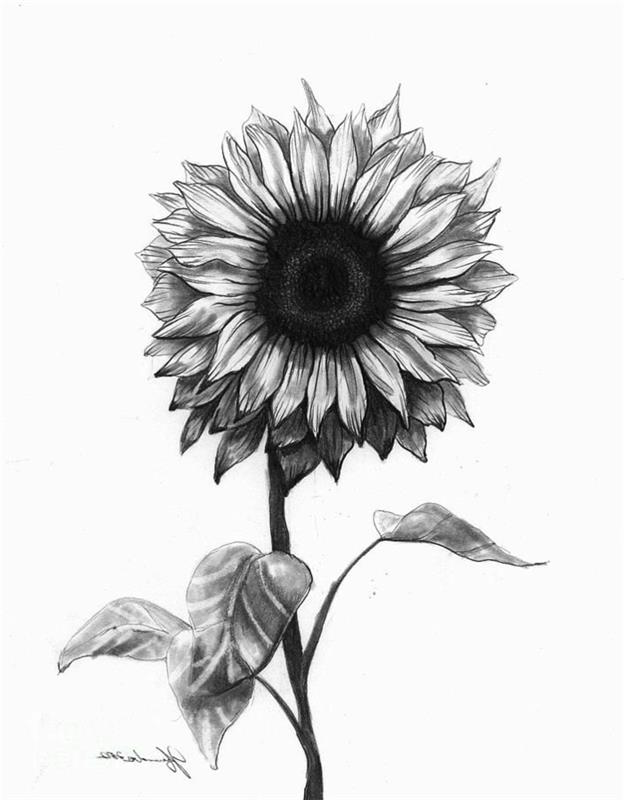 Siyah beyaz çizim tekniği Bir arkadaşa ayçiçeği hediyesi tebrik kartı doğum günü için ne çizim yapılır