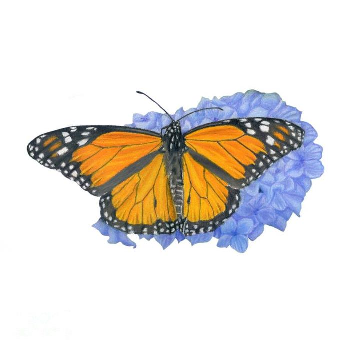 Mėlynos hortenzijos ir drugelio monarcho drugelio vaizdas, kaip nupiešti drugelį, kurį lengva atsekti