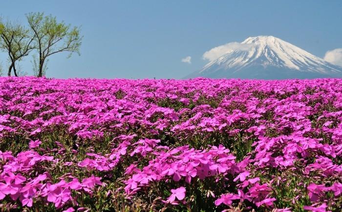 lepa-fotografija-lepe-pokrajine-šopek-akvarel-kul-slika-v-gori