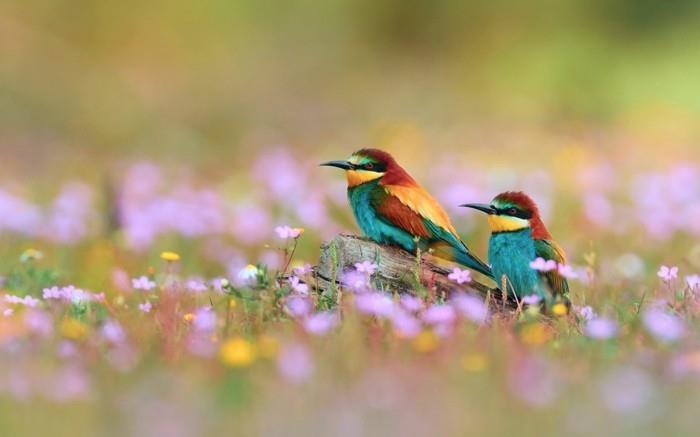 lepa-fotografija-lepe-pokrajine-šopek-akvarel-kul-slika-ptice-lepotica