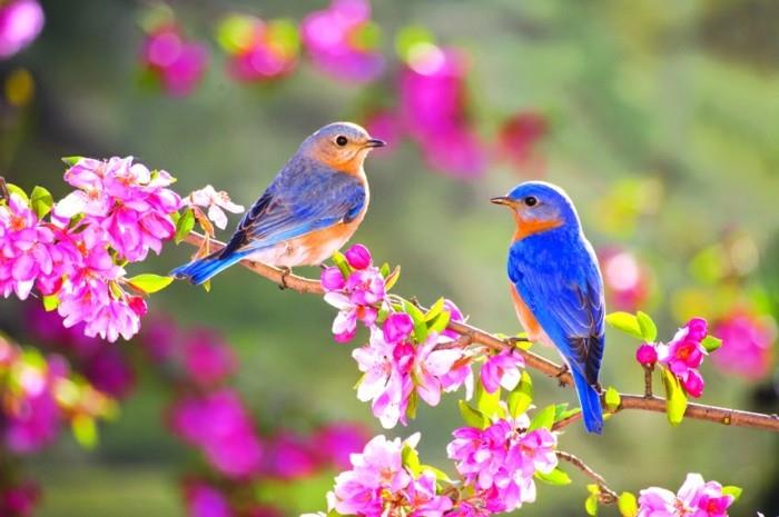 graži-gražaus kraštovaizdžio-puokštės-puokštės-akvarelės-vėsios įvaizdžio-paukščių nuotrauka
