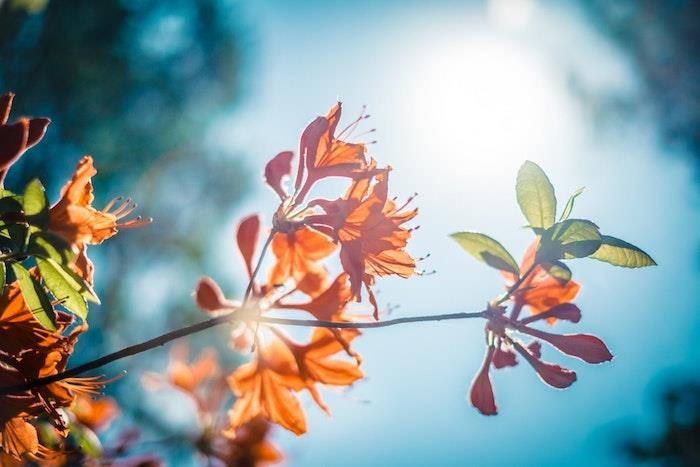 Pomladna fotografija, fantastična pokrajinska ozadja, čudovit cvet na veji, sadje, ki mu sledi