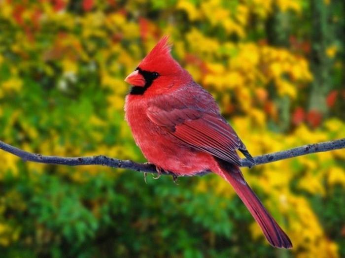 nuostabus-fotografija-gražiausias-paukščių pasaulio vaizdas