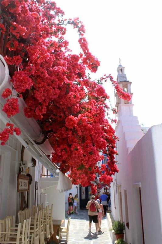 harika-tatil-mykonos-harika-temiz su-ağacı