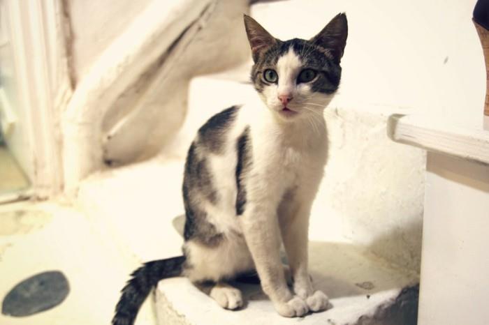 čudovit-dopust-mikonos-čudež-čista vodna mačka
