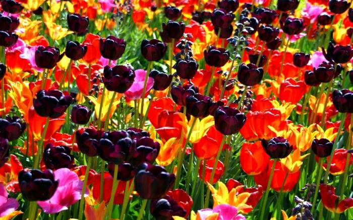 magnolija-juoda-tulpė-gamta-peeling-image-of-tulip-garden-colored