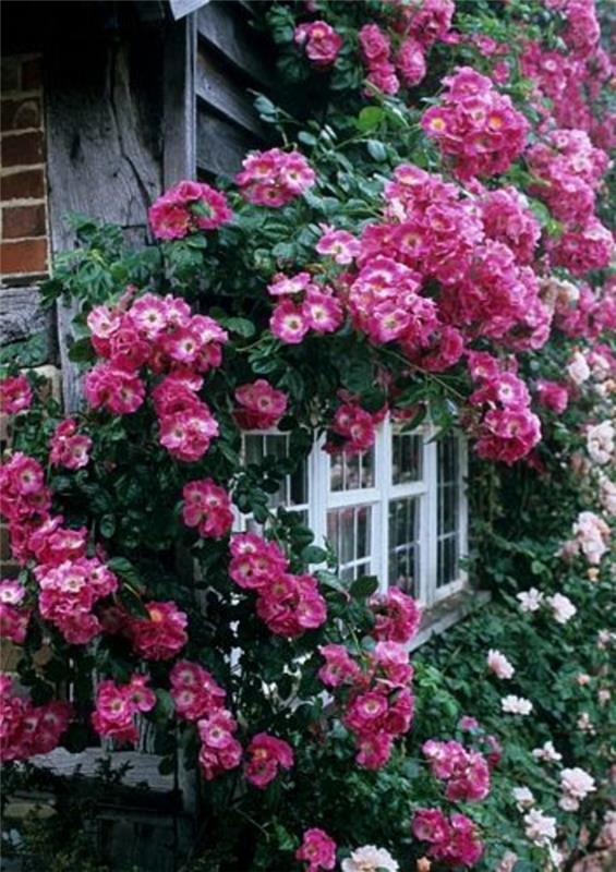 hiša-s-cvetjem-na-stenah-zimzeleno-plezajoča-rastlina-zunanje-vijolično-cvetje