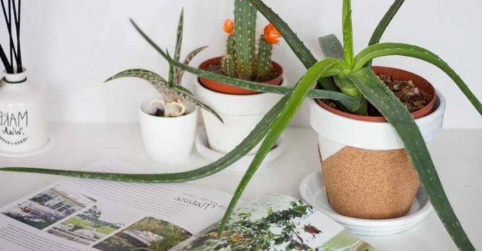 Ročna dejavnost z zamaškom iz plutovinastega zamaška za okrasitev spalnice zelena rastlina lonček kaktus foto ureditev pisarne