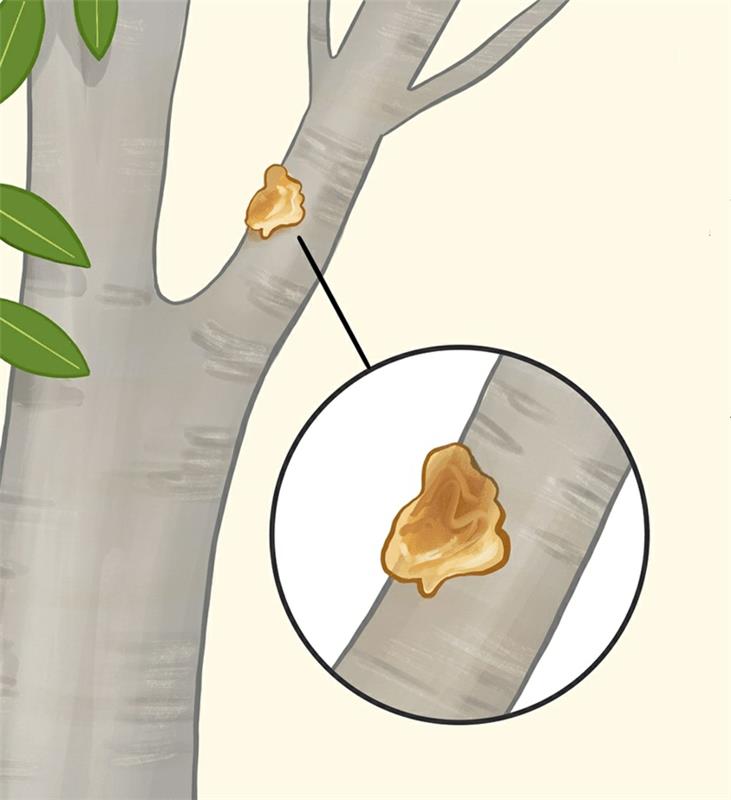 limonina bolezen dlesni na veji limoninega drevesa
