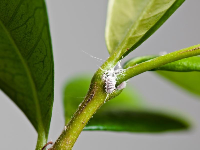 limonina bolezen moka na listih