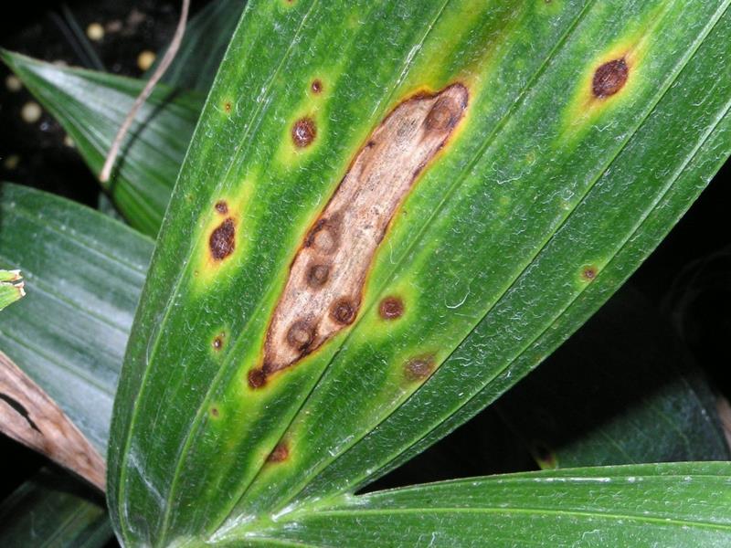 glivične bolezni orhidej, ki ustvarjajo rjave lise