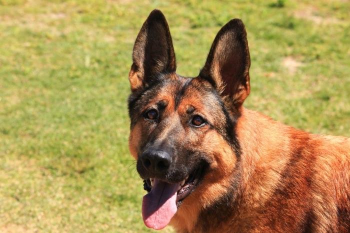 Malinois köpek maması, bir çoban köpeği ne beslenir, köpek bakımı ve sağlığı