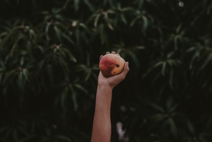 foto-mango-sadje-ročno drevo-zeleno