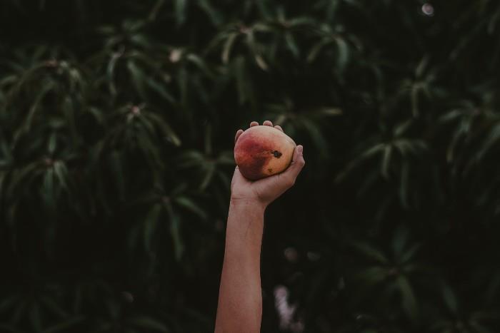 photo-mango-fruit-hand-tree-green