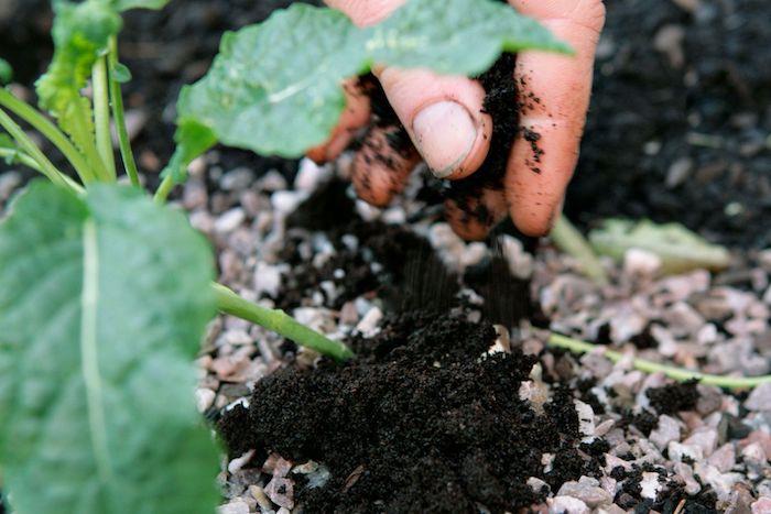 kavos tirščiai kompostu dviem rankomis pabarstę tirščius sode, ką daryti su kavos tirščiais