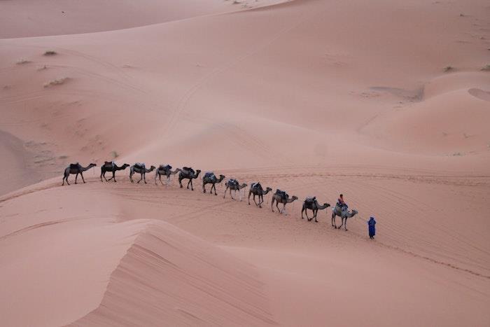 Maroko dykuma ir dromedariai eilėje, nuostabus pasaulio kraštovaizdis, fantastiškas kraštovaizdžio vaizdas, gražiausi pasaulio kraštovaizdžiai