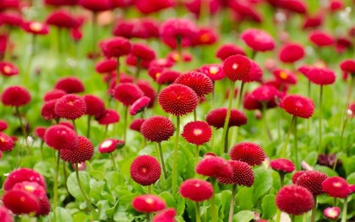 ilkbahar ve yaz çiçekleri, kırmızı papatyalar, kırmızı çiçek açan küçük çiçek tarhları