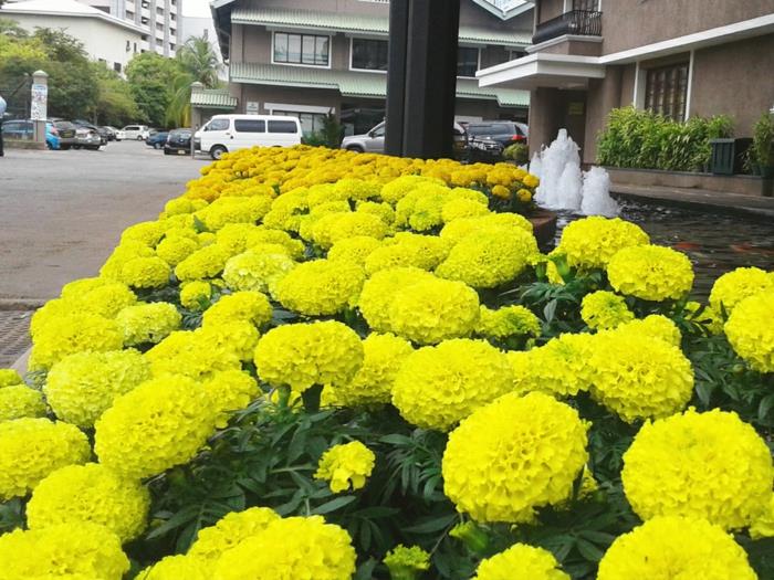 sarı çiçek yığını, bir binanın önündeki çeşmeler, sarı çiçekli çiçek tarhı