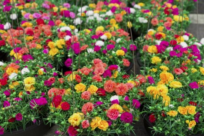 lastiklerde çiçek aranjmanları, çok renkli karanfiller, güzelce düzenlenmiş bahar ve yaz çiçekleri