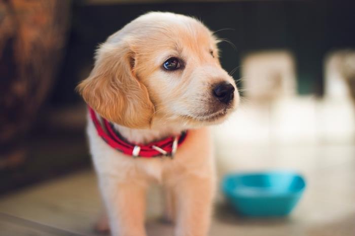 bir golden retriever için en iyi kroketler nelerdir, sağlıklı evcil hayvan maması fikri