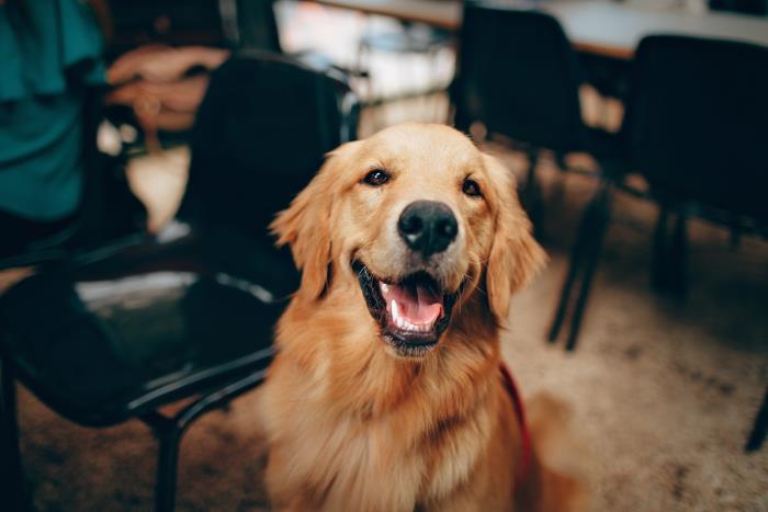 golden retriever için hangi mama seçilmeli, evcil köpekler için sağlıklı mama