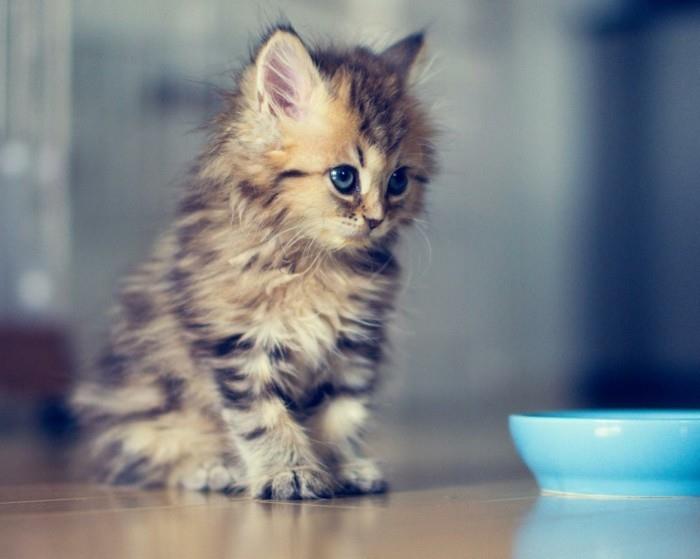 en iyi resimler-yavru kedi-sevimli-havalı-sevimli-yavru kedi resmi