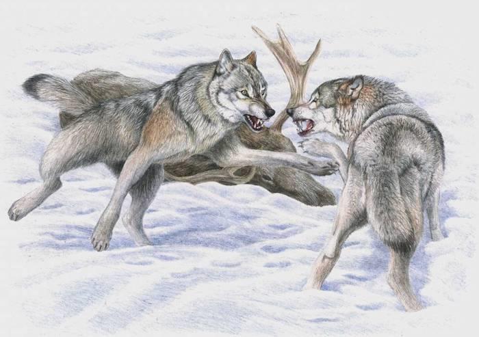 prizorišče boja z živalmi, zamisel o predstavitvi živalske krajine volkovi v boju, ozadje zasnežene pokrajine