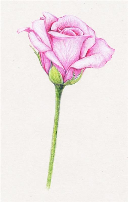 risba primer vrtnice v barvah, ideja, kako narisati cvet s svinčnikom, risba vrtnice z rožnatimi lističi