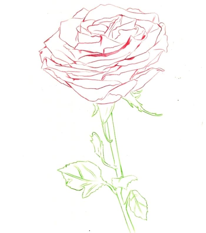 risba, ki jo je enostavno reproducirati, model odprte vrtnice z obrisi rdečih cvetnih listov in zelenih listov, minimalistična barvna risba
