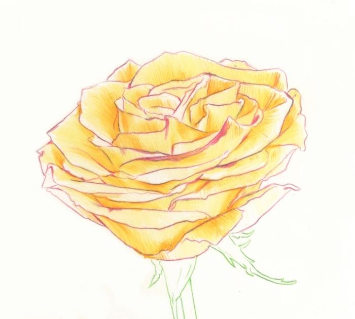 luštna barvna risba, enostavna predloga za risanje cvetov z rumenimi cvetnimi listi in steblom ter listi v zelenem svinčniku