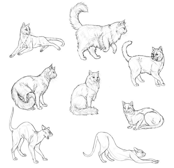 kačių piešimo pieštuku pavyzdžiai, idėjos, kaip piešti naminį gyvūną ar laukinį gyvūną