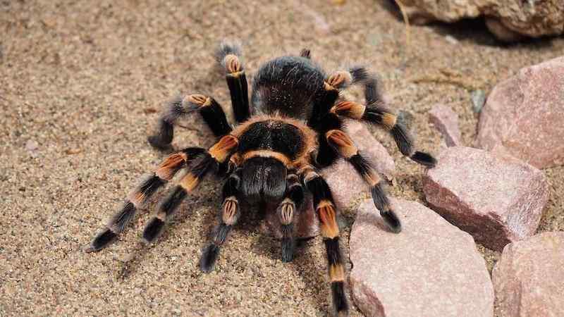 tarantulinis voras įkando ant smėlio