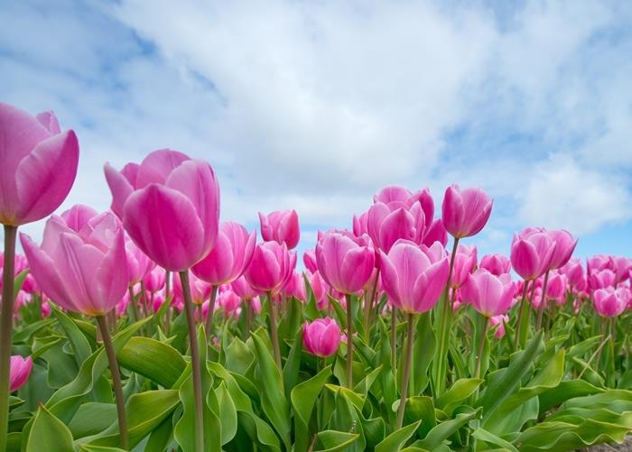 učinkovita sredstva domača sredstva vrtnarjenje nasveti vrtnica tulipan kako se boriti proti listnim uši