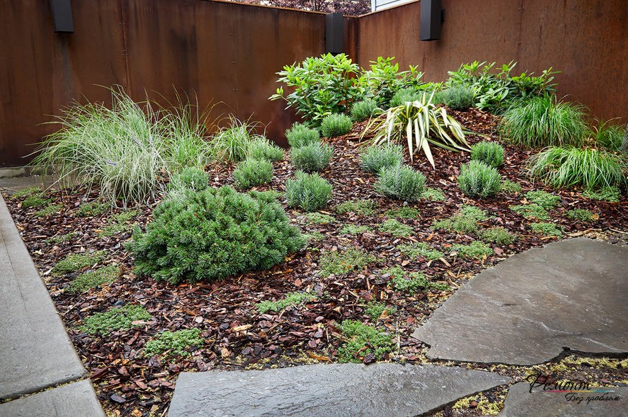 Las variedades de enebro enano se utilizan en jardines rocosos.