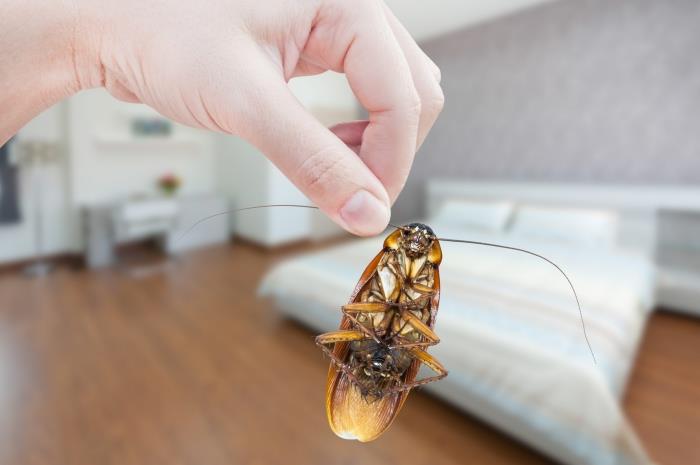 veiksmingi kovos su tarakonai metodai medžioja vabzdžius namuose natūralus repelentas