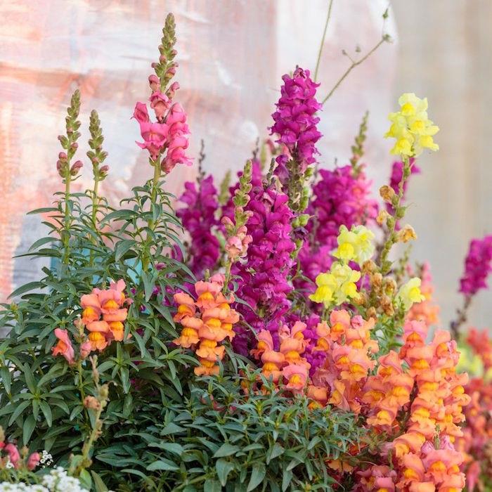 snapdragon-gėlės-antirrhinum-spalva-žiemos augalai